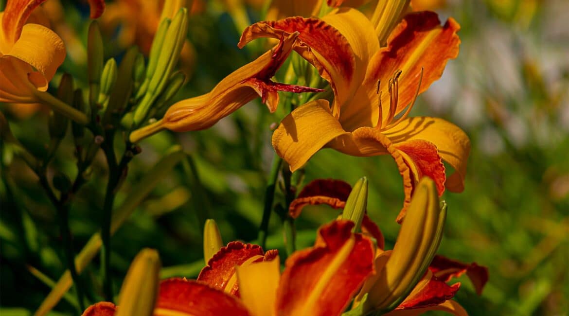 Liliowce | Leksykon Roślin | Magiczne Ogrody Park Tematyczny blisko Kazimierza Dolnego