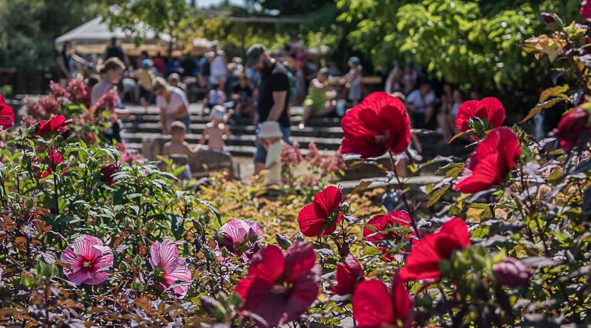 Ketmia bagienna | Leksykon Roślin | Magiczne Ogrody Park Rozrywki blisko Radomia