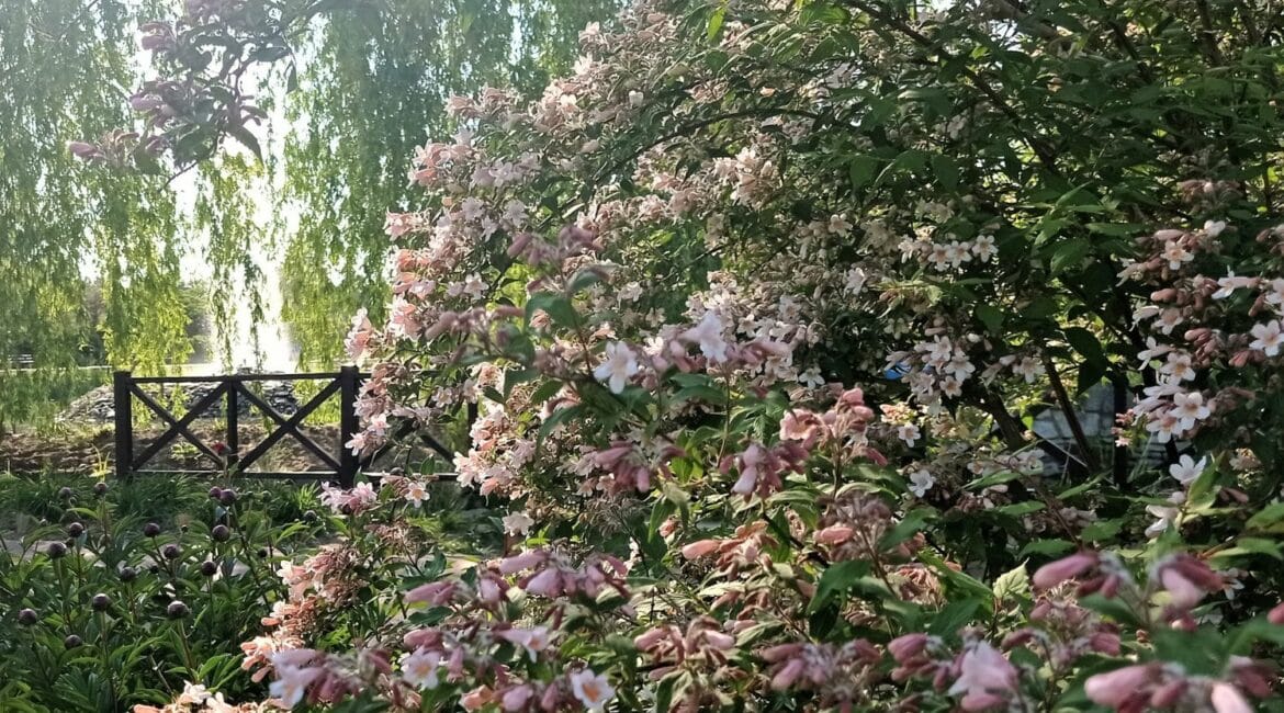 Kolkwicja chińska (Kolkwitzia amabilis) | Leksykon Roślin Magiczne Ogrody Park Tematyczny Janowiec