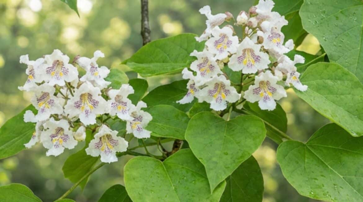 Surmia bignoniowa (Catalpa bignonioides) | Leksykon Roślin Magiczne Ogrody Park Tematyczny blisko Puław