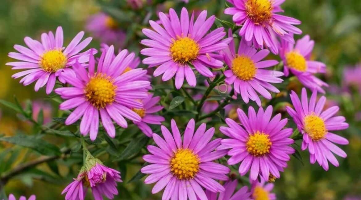 aster krzaczasty | Leksykon Roślin Magiczne Ogrody Park Tematyczny Janowiec