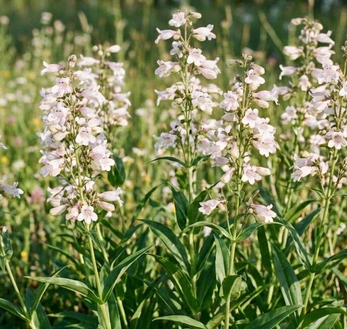 penstemon palczasty | Leksykon Roślin | Magiczne Ogrody Park Rozrywki blisko Warszawy