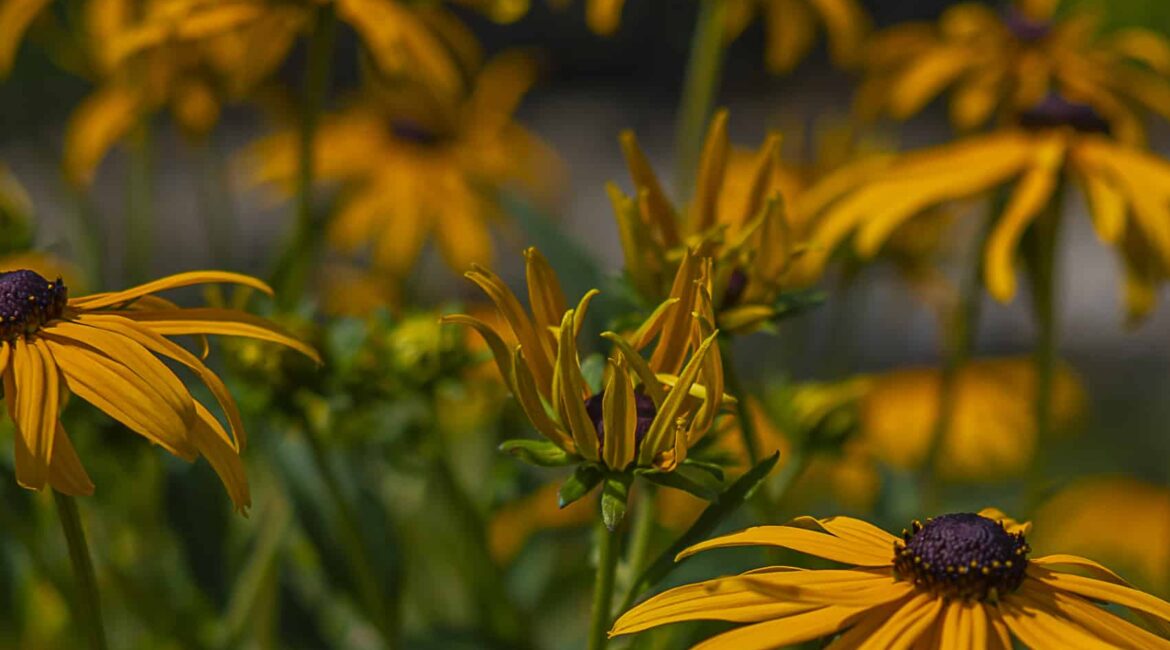 rudbekia błyskotliwa | Leksykon Roślin | Magiczne Ogrody Park Rozrywki blisko Warszawy
