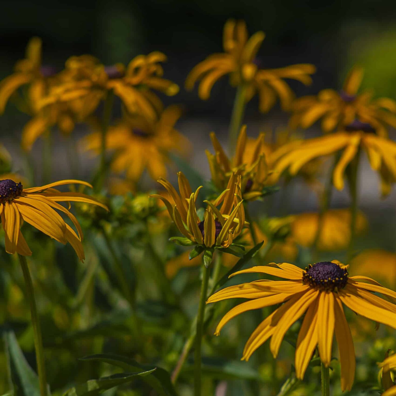 rudbekia błyskotliwa | Leksykon Roślin | Magiczne Ogrody Park Rozrywki blisko Warszawy