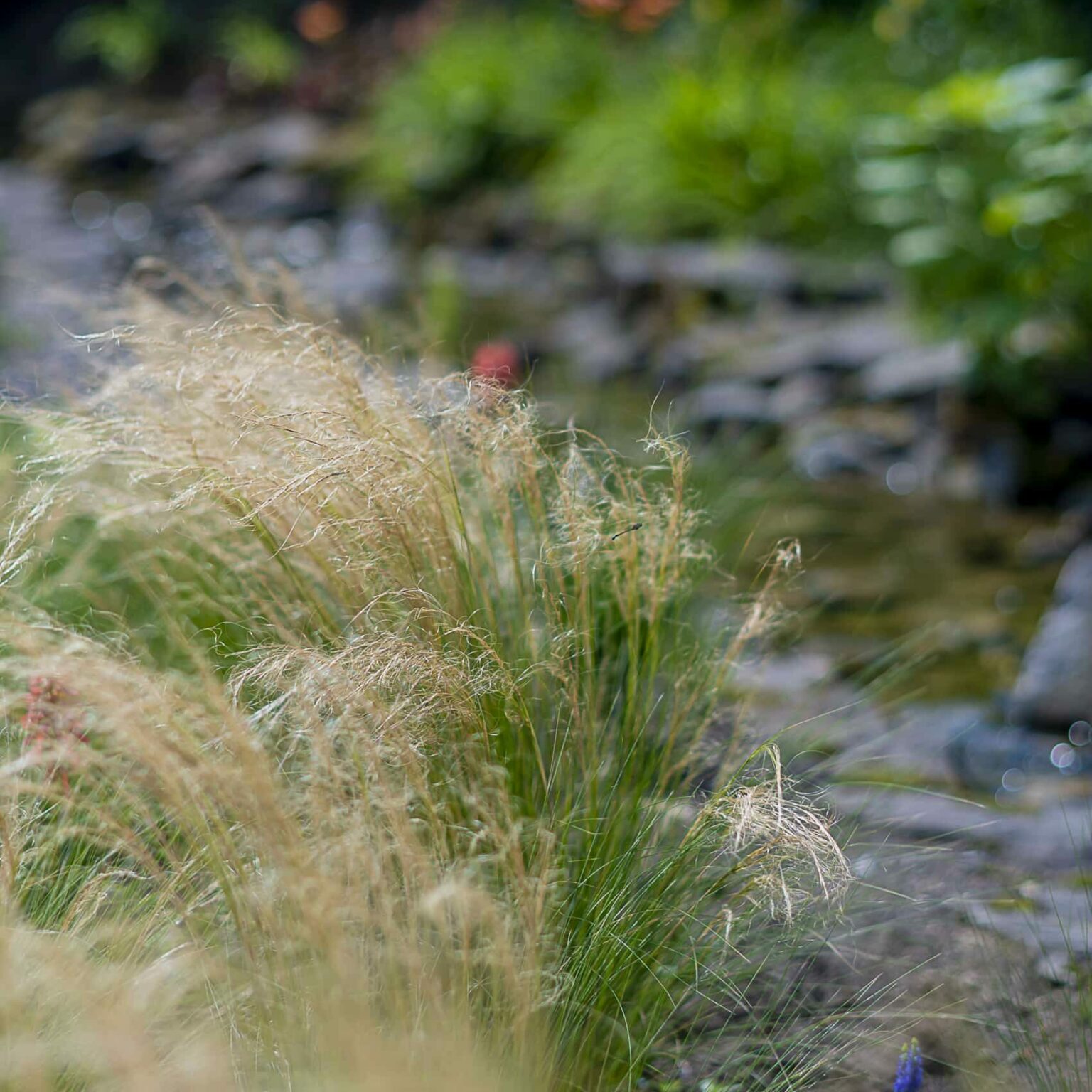 Ostnica miękka | Leksykon Roślin | Magiczne Ogrody Park Rozrywki blisko Warszawy