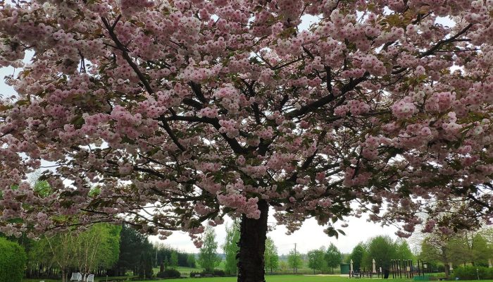 Wiśnia | Leksykon Roślin | Magiczne Ogrody Park Tematyczny blisko Radomia
