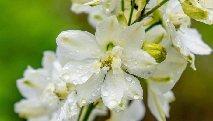 Ostróżka Biała | Leksykon Roślin | Magiczne Ogrody Park Tematyczny blisko Zamościa
