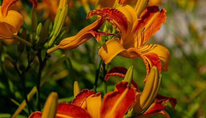 Liliowce | Leksykon Roślin | Magiczne Ogrody Park Tematyczny blisko Kazimierza Dolnego