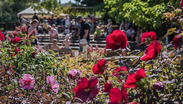Ketmia bagienna | Leksykon Roślin | Magiczne Ogrody Park Rozrywki blisko Radomia