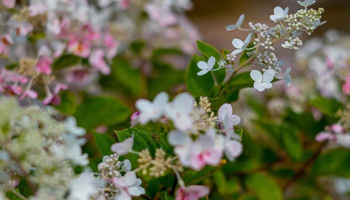 Hortensja Bukietowa | Leksykon Roślin | Magiczne Ogrody Park Tematyczny blisko Lublina