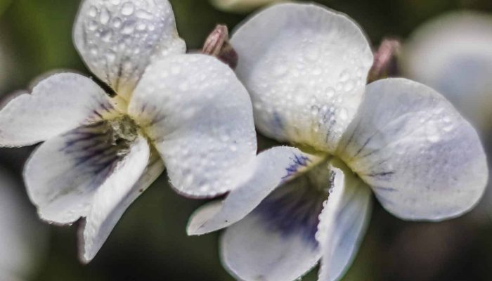Fiołek motylkowaty | Leksykon Roślin | Magiczne Ogrody Park Rozrywki blisko Warszawy