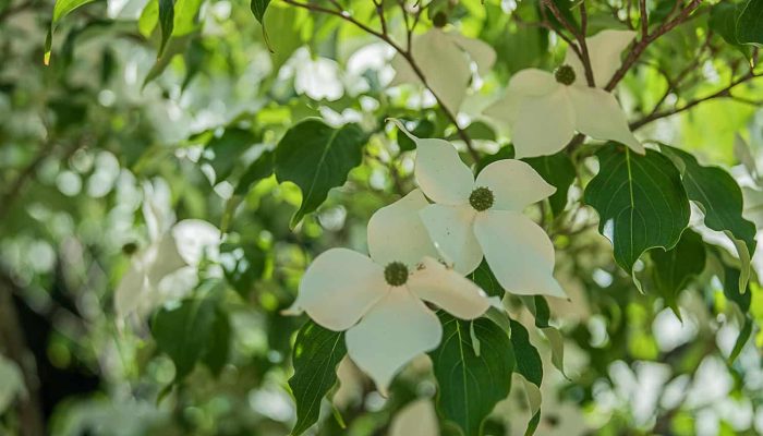 Dereń Kousa | Leksykon Roślin | Magiczne Ogrody Park Rozrywki blisko Lublina