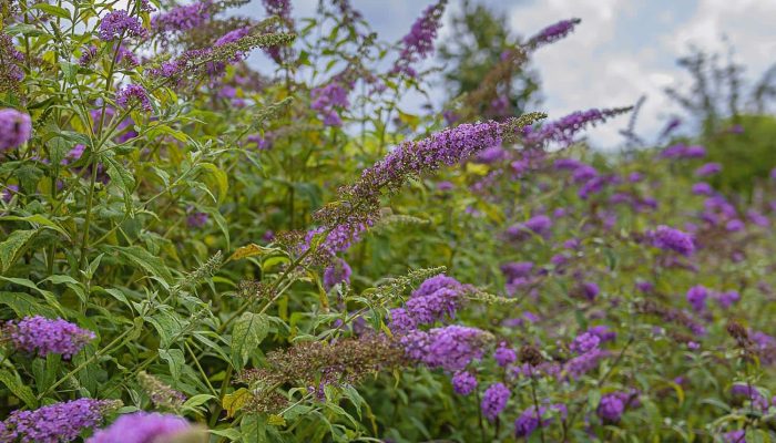 Budleja Davida | Leksykon Roślin | Magiczne Ogrody Park Tematyczny blisko Lublina