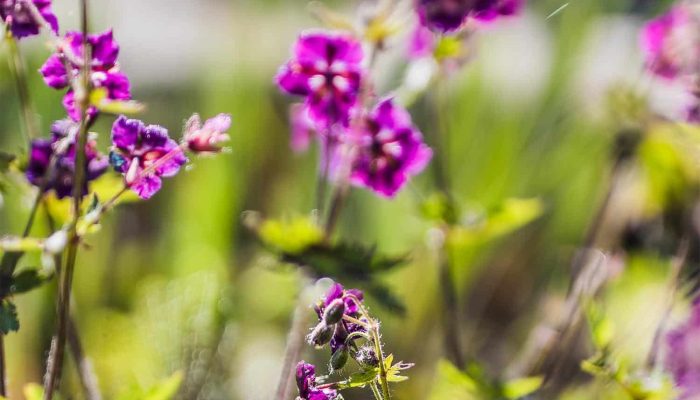 Bodziszek | Leksykon Roślin | Magiczne Ogrody Park Tematyczny blisko Warszawy