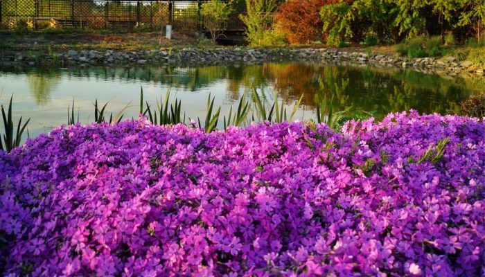 Flox | Leksykon Roślin | Magiczne Ogrody Park Rozrywki blisko Warszawy