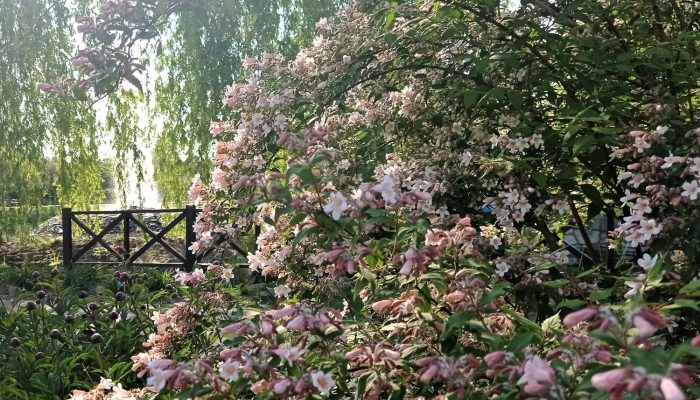 Kolkwicja chińska (Kolkwitzia amabilis) | Leksykon Roślin Magiczne Ogrody Park Tematyczny Janowiec