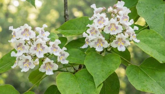 Surmia bignoniowa (Catalpa bignonioides) | Leksykon Roślin Magiczne Ogrody Park Tematyczny blisko Puław