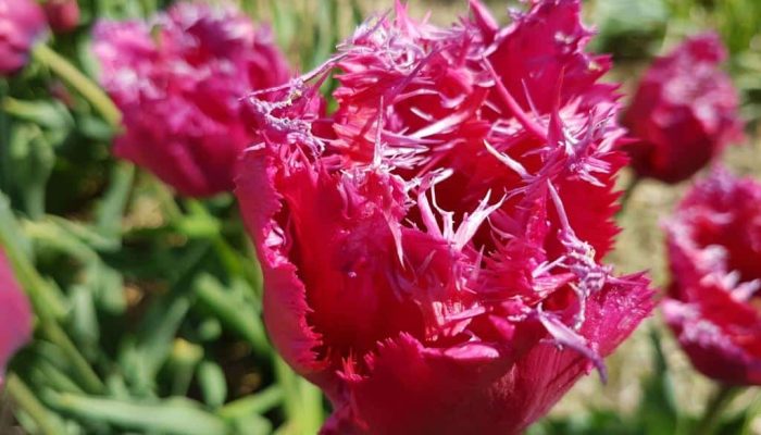magiczne ogrody (3) 3b tulipan