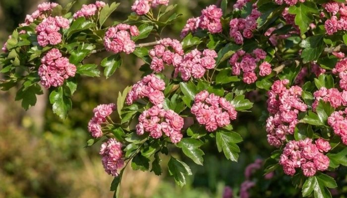 Głóg pośredni | Leksykon Roślin | Magiczne Ogrody Park Rozrywki blisko Warszawy