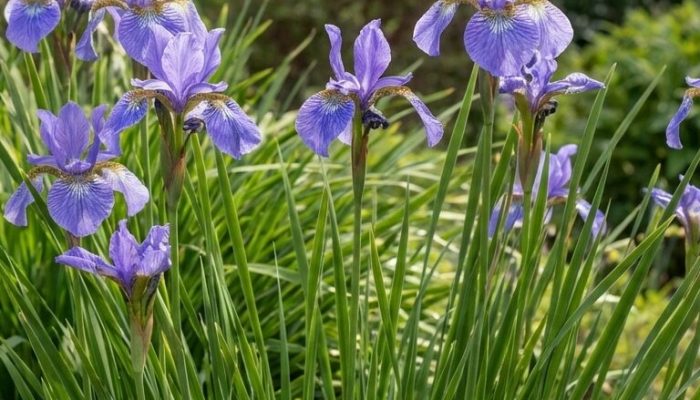 Kosaciec iberyjski | Leksykon Roślin | Magiczne Ogrody Park Rozrywki blisko Warszawy