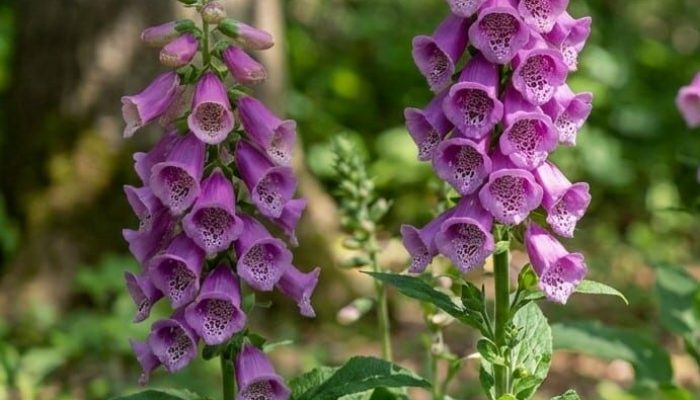 naparstnica purpurowa | Leksykon Roślin | Magiczne Ogrody Park Rozrywki blisko Warszawy
