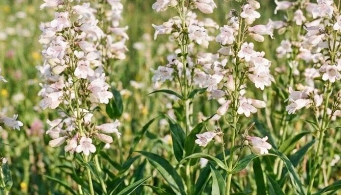 penstemon palczasty | Leksykon Roślin | Magiczne Ogrody Park Rozrywki blisko Warszawy