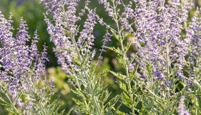 perowskia łobodolistna | Leksykon Roślin | Magiczne Ogrody Park Rozrywki blisko Warszawy
