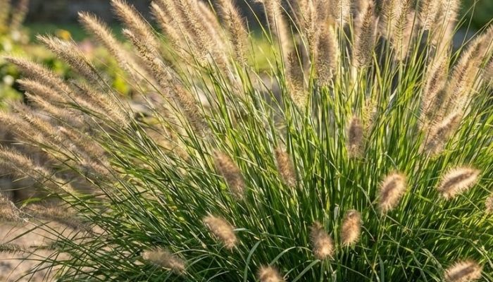 rozplenica japońska | Leksykon Roślin | Magiczne Ogrody Park Rozrywki blisko Warszawy