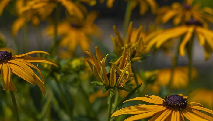 rudbekia błyskotliwa | Leksykon Roślin | Magiczne Ogrody Park Rozrywki blisko Warszawy
