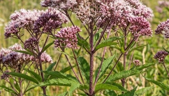 sadziec plamisty | Leksykon Roślin | Magiczne Ogrody Park Rozrywki blisko Warszawy