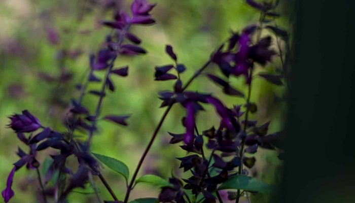 szałwia omszona | Leksykon Roślin | Magiczne Ogrody Park Rozrywki blisko Warszawy