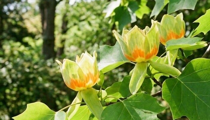 tulipanowiec amerykański | Leksykon Roślin | Magiczne Ogrody Park Rozrywki blisko Warszawy