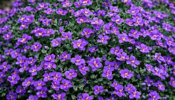 Żagwin | Leksykon Roślin | Magiczne Ogrody Park Rozrywki blisko Warszawy
