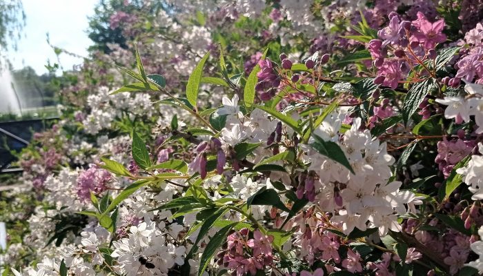 Żylistek | Leksykon Roślin | Magiczne Ogrody Park Rozrywki blisko Warszawy